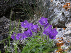 Campanula carpatica