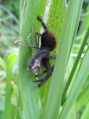 Avicularia avicularia