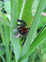 Avicularia avicularia