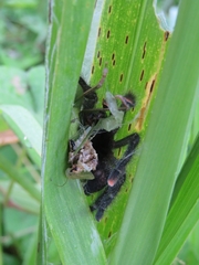 Avicularia avicularia