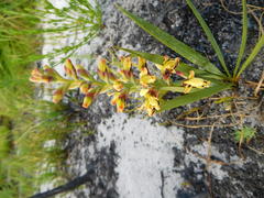 Tritoniopsis parviflora parviflora