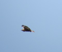 Buteo rufinus