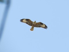 Buteo rufinus