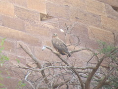 Buteo rufinus