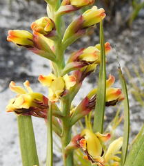 Tritoniopsis parviflora parviflora