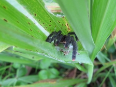 Avicularia avicularia
