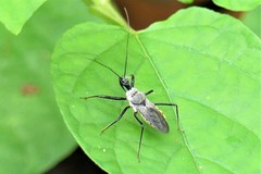 Rhynocoris marginellus