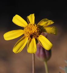 Othonna coronopifolia
