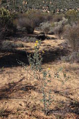 Othonna coronopifolia