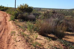 Othonna coronopifolia