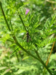 Chamaesphecia empiformis