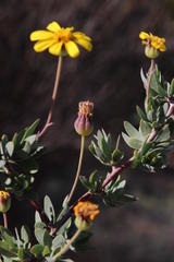 Othonna coronopifolia