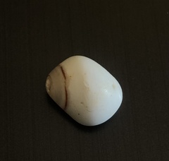 Opeatostoma pseudodon