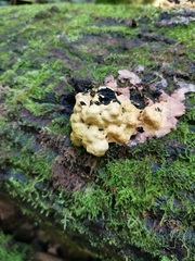 Hypocreaceae