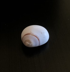 Opeatostoma pseudodon