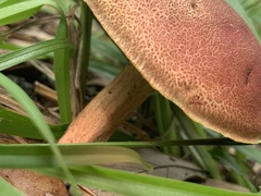 Hortiboletus rubellus image