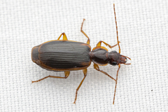 Cymindis limbata