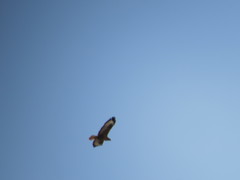 Buteo rufinus