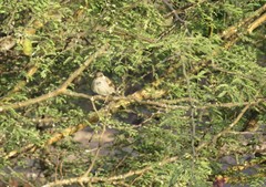 Passer hispaniolensis