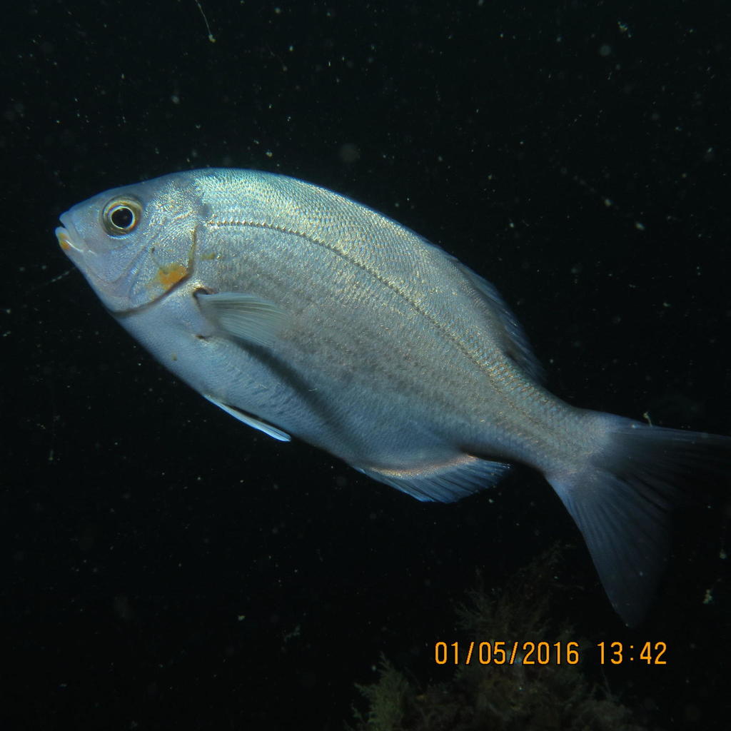 Hottentot Seabream