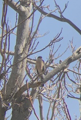 Accipiter cooperii
