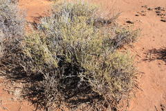 Caroxylon calluna