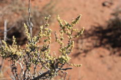 Caroxylon calluna