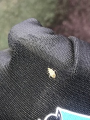 Taedia marmorata