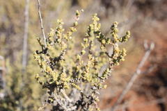 Caroxylon calluna