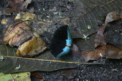 Lexias dirtea