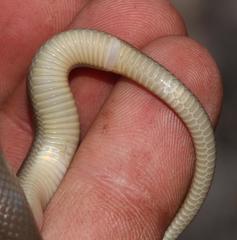 Lycodonomorphus inornatus