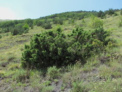 Juniperus communis hemisphaerica