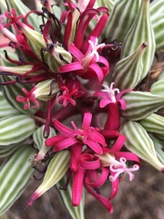 Vasconcellea parviflora