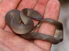 Lycodonomorphus inornatus