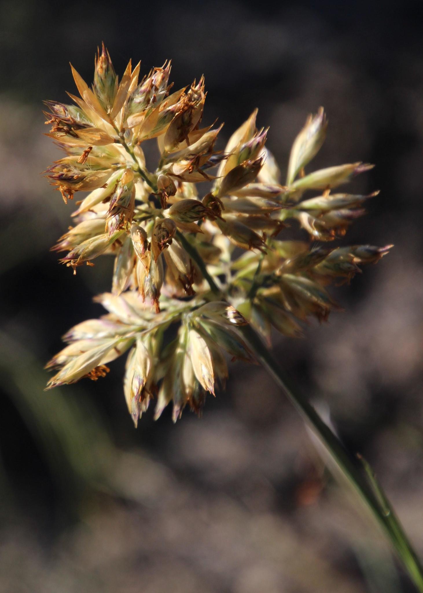 Geochloa decora