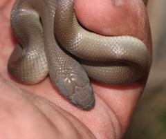 Lycodonomorphus inornatus