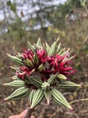 Vasconcellea parviflora