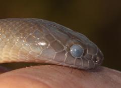 Lycodonomorphus inornatus