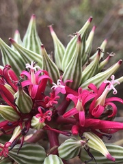 Vasconcellea parviflora