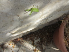 Anacridium aegyptium