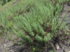 Artemisia chamaemelifolia