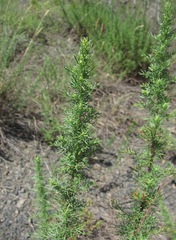 Artemisia chamaemelifolia