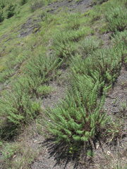 Artemisia chamaemelifolia