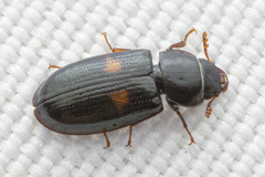 Tenebroides bimaculatus