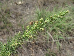Artemisia chamaemelifolia