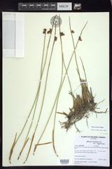 Juncus arcticus alaskanus
