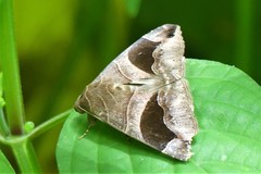 Bastilla joviana