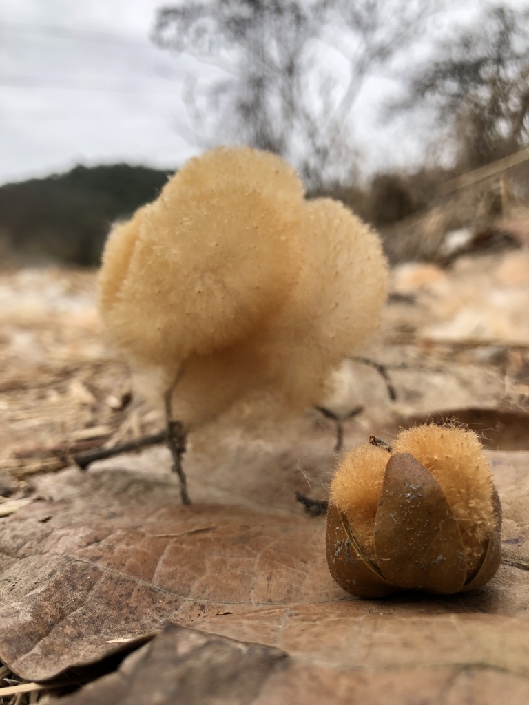Eriotheca ruizii