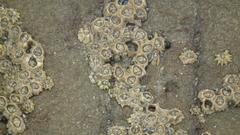 Chthamalus dentatus