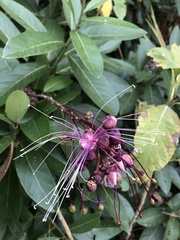Capparidastrum petiolare